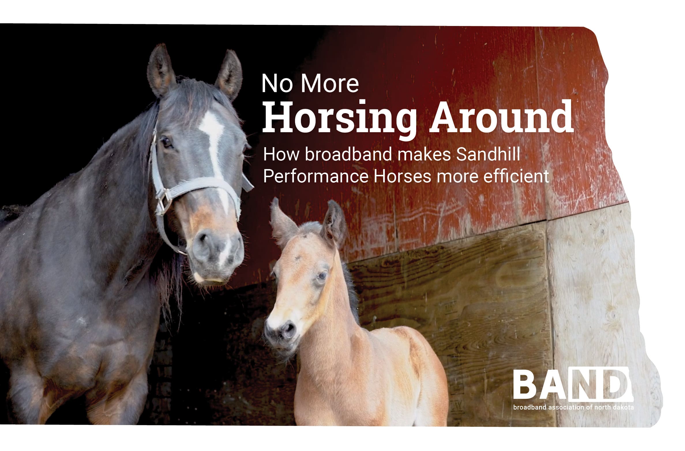 No More Horsing Around: How broadband makes Sandhill Performance Horses ...